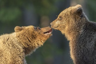 Two Brown Bears (Ursus arctos)