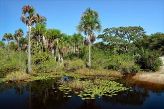 Palm trees and water lilies in the river delta of Rio Parnaiba