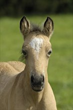Connemara stallion foal