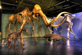 Dinosaur skeletons in Museo del Desierto