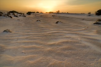 Gypsum dunes of Las Arenales in Cuatro Cienegas Nature Reserve