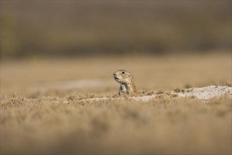 Mexican prairie dog (Cynomys mexicanus)