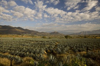 Field of agaves