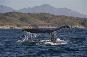 Humpback Whale (Megaptera novaeangliae) off the coast of Puerto Vallarta