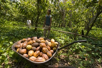Farm workers harvesting cocoa fruits