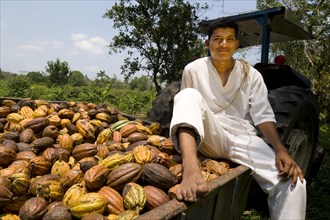 Farm worker harvesting cocoa fruits at the Hacianda Cacaotera 'Jesus Maria'