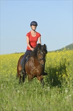 Young woman riding a Connemara pony in front of a field of rape