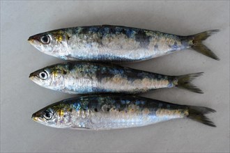Three Sardines or European Pilchards (Sardina pilchardus)
