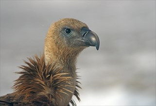 Griffon Vulture (Gyps fulvus)