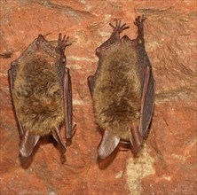 Bechstein's Bats (Myotis bechsteinii) in hibernation