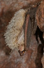 Brown Long-eared Bat or Common Long-eared Bat (Plecotus auritus) in hibernation
