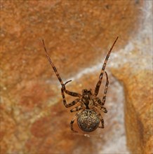 Spider (Metellina merianae)