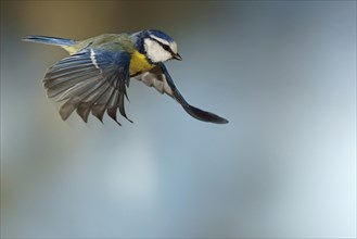 Blue Tit (Cyanistes caeruleus