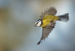 Blue Tit (Cyanistes caeruleus