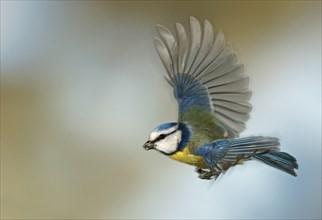 Blue Tit (Cyanistes caeruleus