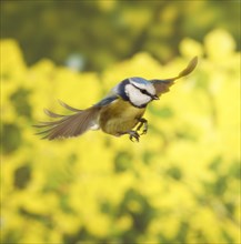 Blue Tit (Cyanistes caeruleus