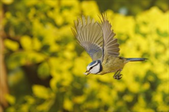 Blue Tit (Cyanistes caeruleus