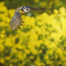 Blue Tit (Cyanistes caeruleus