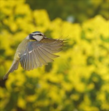 Blue Tit (Cyanistes caeruleus