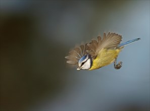 Blue Tit (Cyanistes caeruleus