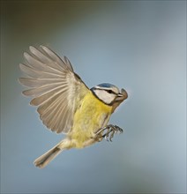 Blue Tit (Cyanistes caeruleus