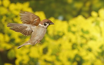 Eurasian Tree Sparrow (Passer montanus) in flight