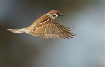 Eurasian Tree Sparrow (Passer montanus) in flight