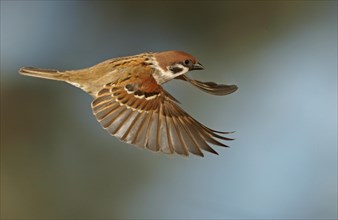 Eurasian Tree Sparrow (Passer montanus) in flight