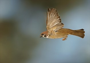 Eurasian Tree Sparrow (Passer montanus) in flight