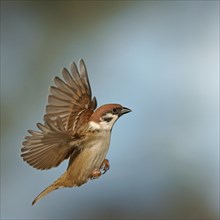 Eurasian Tree Sparrow (Passer montanus) in flight