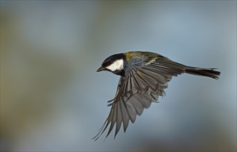 Great Tit (Parus major) in flight