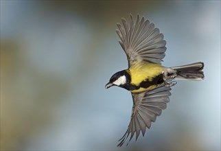 Great Tit (Parus major) in flight