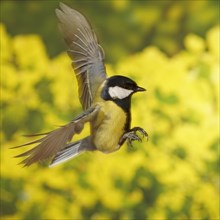 Great Tit (Parus major) in flight