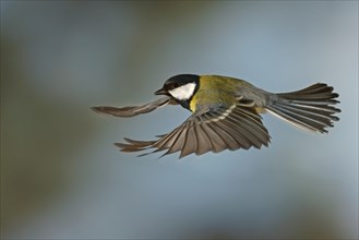 Great Tit (Parus major) in flight