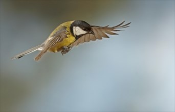 Great Tit (Parus major) in flight
