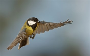 Great Tit (Parus major) in flight