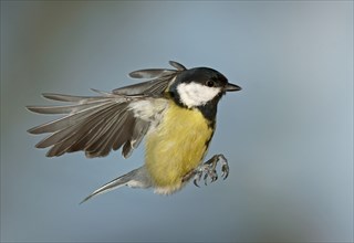 Great Tit (Parus major) in flight