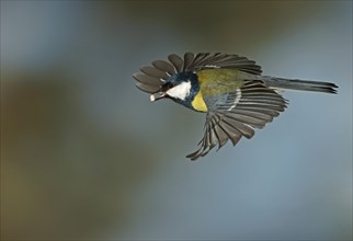 Great Tit (Parus major) in flight