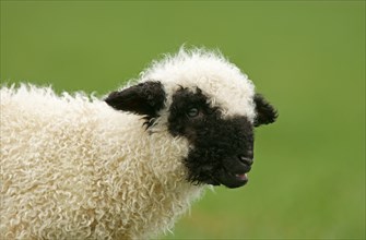 Valais Blacknose sheep (Ovis orientalis aries)