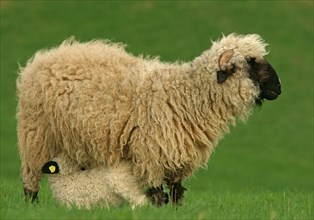 Valais Blacknose sheep (Ovis orientalis aries)