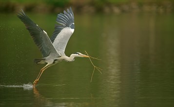 Grey Heron (Ardea cinerea) in flight with nesting material