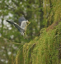Grey Heron (Ardea cinerea) approaching to land with nesting material