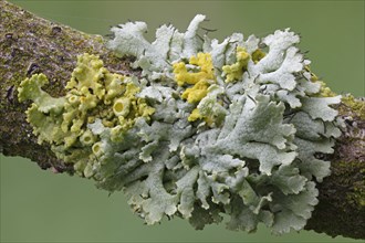 Yellow lichens (Xanthoria polycarpa) and lichenised fungi species (Physcia adscendens)