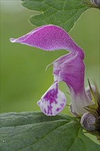 Flower of Purple Deadnettle or Purple Archangel (Lamium purpureum)