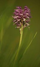 Blooming Three-toothed Orchid (Orchis tridentata)