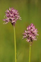 Blooming Three-toothed Orchid (Orchis tridentata)