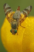 Fruit fly (Orellia tussilaginis)