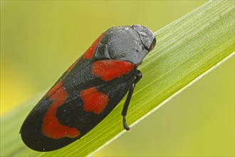 Black-and-red Froghopper (Cercopis vulnerata)