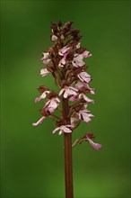 Blooming Purple Orchid (Orchis purpurea)