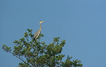 Grey Heron (Ardea cinerea) on a tree